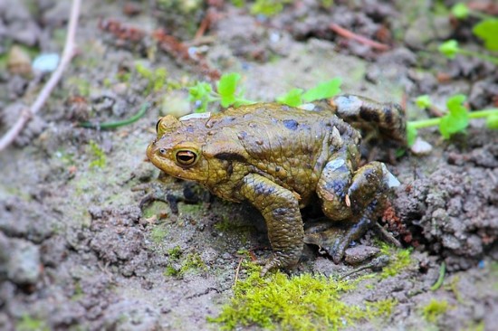 amphibians and reptiles